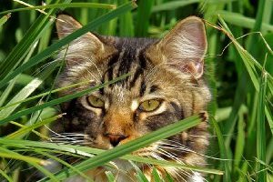 Katzengras? Zumindest eine Katze im Gras