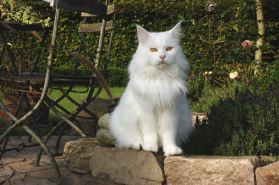 kielmoor_maine_coon_kastrat_quincy_1.jpg