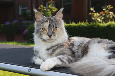 kielmoor_maine_coon_katze_aimee_12.jpg